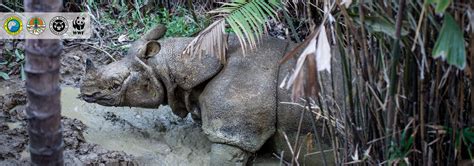 Javan Rhino - Global Wildlife Conservation