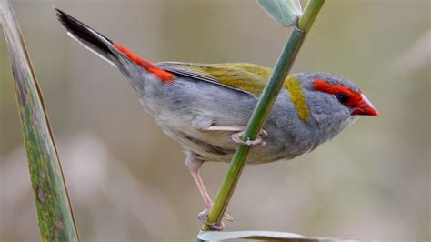 Red-browed Finch – The Avicultural Society of Australia