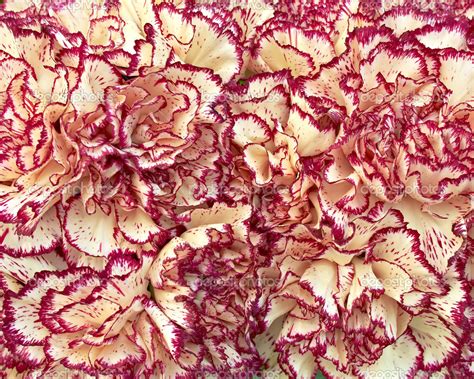Pale yellow and ruby carnation flowers closeup — Stock Photo © DimitriosP #12823300