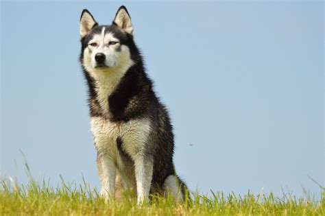 Free Images : outdoor, pet, model, holland, pose, vertebrate, denmark ...