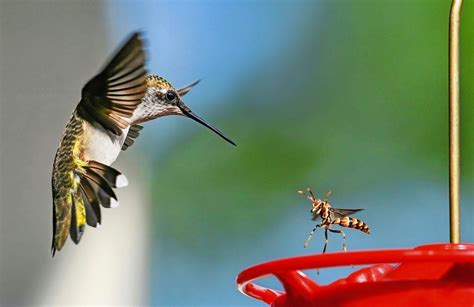 Keep Your Yard Safe From Hummingbird Predators - Birds and Blooms