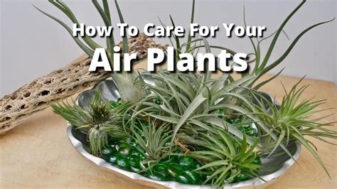 How To Grow Air Plants - Indoor Tillandsia Care