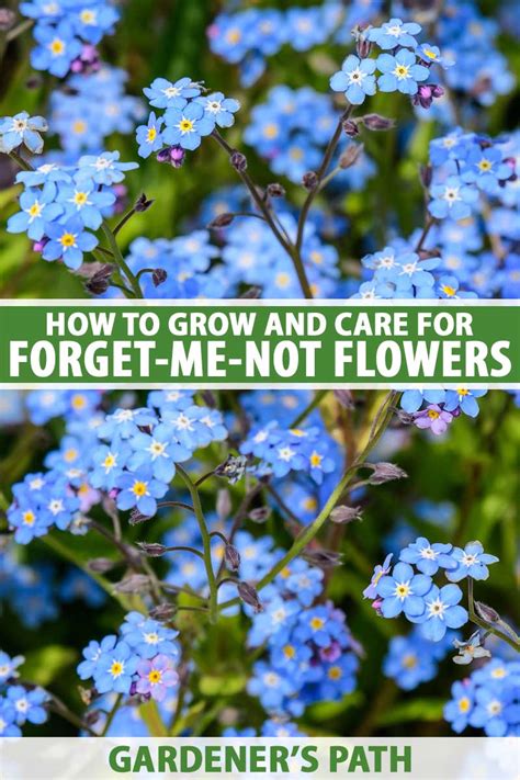 How to Grow Forget-Me-Nots (Myosotis sylvatica) – Make House Cool