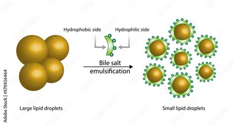 Fat Molecule, Lipid droplets, Lipid Digestion. Bile salt emulsification. Gallbladder. Micelle ...