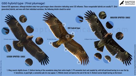 Greater Spotted Eagle-type Hybrids: Juvenile plumage – Raptor Identification – The complete ...