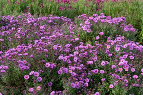 Gardener Shares 11 Head-Turning Aster Varieties For Late Summer Colour | Horticulture Magazine