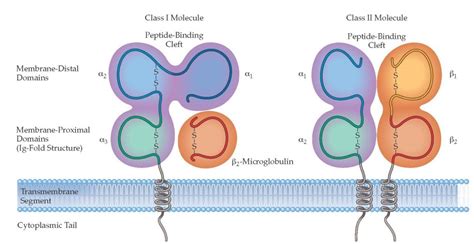 Major histocompatibility complex (MHC): structure, types and functions