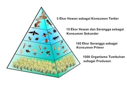 Gambar Piramida Makanan Contoh Pengertian Penjelasan Jenis Ekosistem Darat Gambar di Rebanas ...