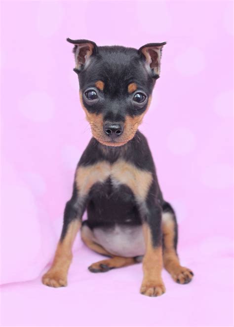 Miniature Pinscher (Min Pin) Puppies For Sale | Teacups, Puppies & Boutique