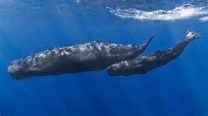 File:Mother and baby sperm whale.jpg - Wikipedia