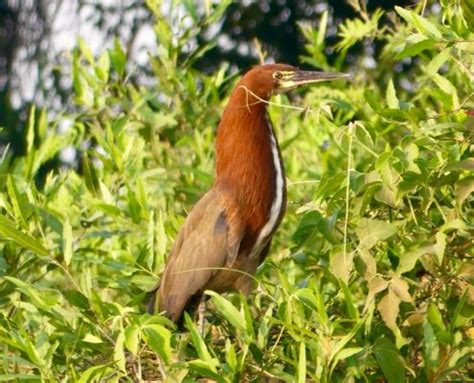 Brazil: Pantanal – Non-definitive Guide to Pantanal Birds – Travel2Unlimited