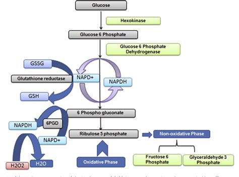 Figure 1 from Glucose 6 phosphatase dehydrogenase (G6PD) and ...