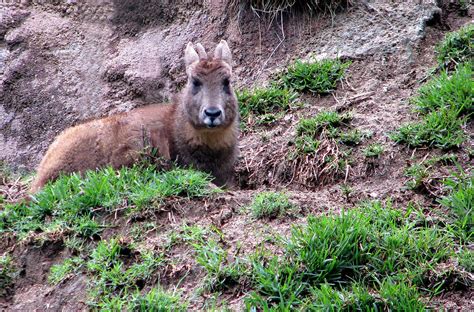 fauna — A Himalayan Goral (Naemorhedus goral), a kind of... | Animals mammals, Animals beautiful ...