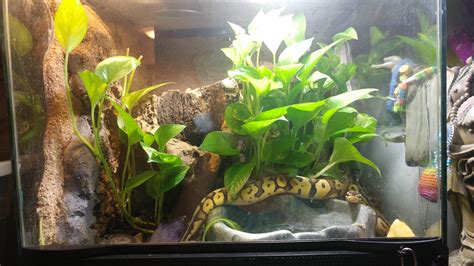 Bioactive Enclosure for Ball Python : r/snakes