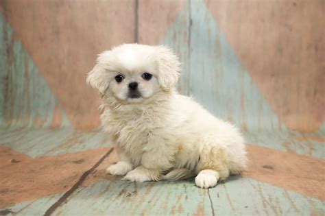 Peekapoo: The Definitive Pet Parent Guide To A Pekingese Poodle Mix | Perfect Dog Breeds