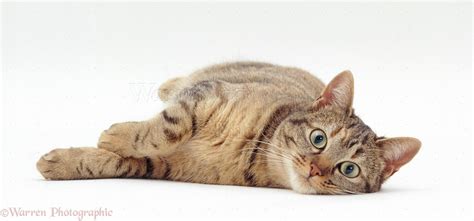 Oestrus tabby female cat lying down photo WP19104