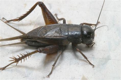 Cricket Facts, Types, Lifespan, Call, Pictures