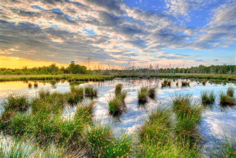 Wetland Basics