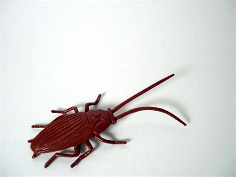 Pest Control: Cockroaches - RC Pest Control LLC - Pest Control Las Vegas