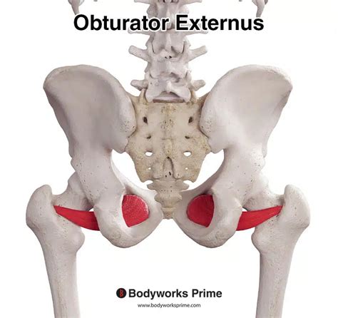 Obturator Externus Muscle Anatomy - Bodyworks Prime