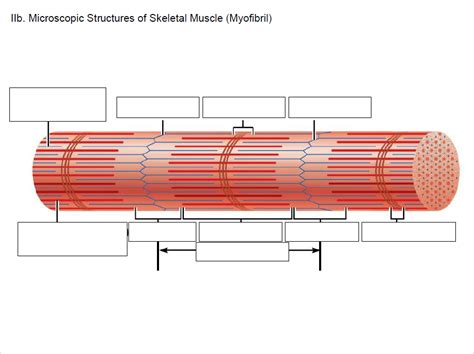 Myofibril Diagram | Quizlet