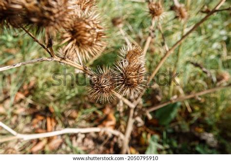 550 Spiky Flower Seed Heads Images, Stock Photos & Vectors | Shutterstock