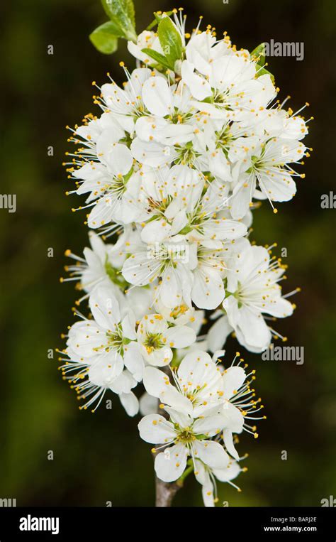 Wild Cherry blossom Stock Photo - Alamy