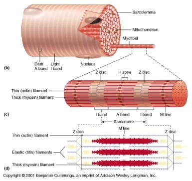 Histology of muscle | Body muscle anatomy, Skeletal muscle anatomy, Muscle anatomy