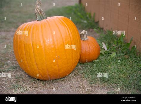 Pumpkins during the Fall Harvest Stock Photo - Alamy