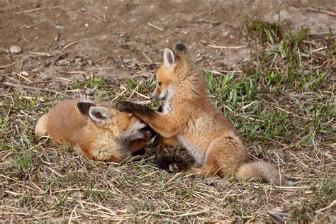 Two Red Fox pups playing outside their den 6261075 Stock Photo at Vecteezy