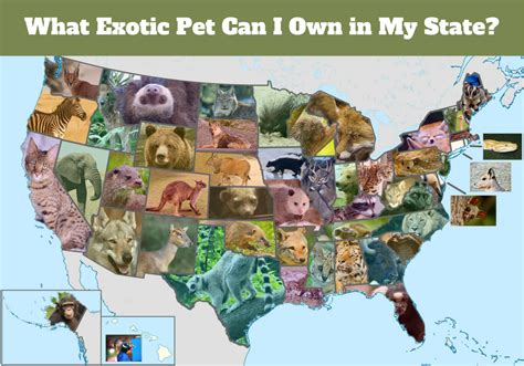 One Exotic Pet That Is Legal in Each State - PetHelpful