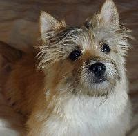 Cairn Terrier Crate Training For A Behaved House Dog - Sharda'sDog World