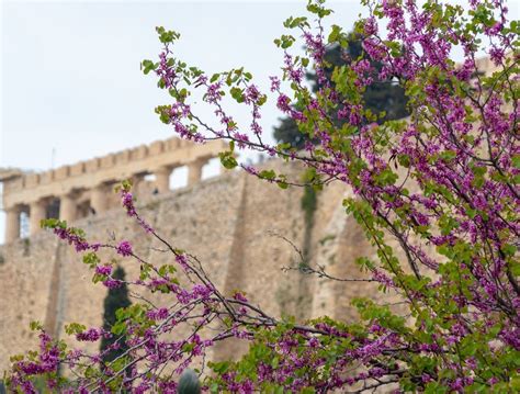 Athens in April: Travel Tips, Weather, and More | kimkim