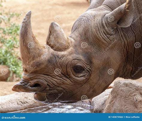 Rhino horn stock photo. Image of head, heavy, black - 142873566