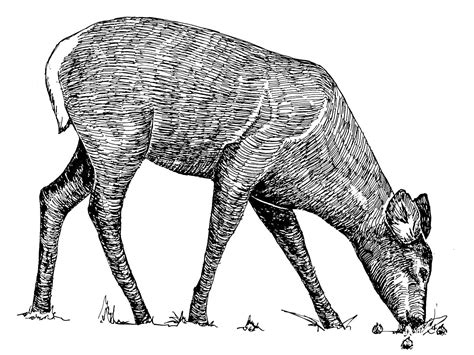 File:Animal line art drawing.jpg - Wikimedia Commons