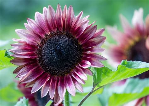 Pink Sunflowers | The Photography Forum