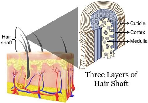 Layers of Hair Shaft - Cuticle, Cortex and Medulla - Biology Reader