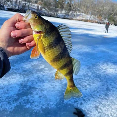 Yellow Perch Bait- Our Top 7 Choices to Catch More Fish! • Panfish Nation