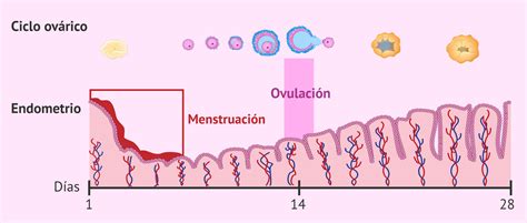 ¿Es posible que ocurra la ovulación y la regla al mismo tiempo?