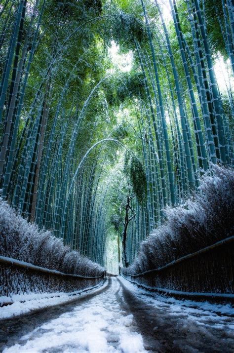 Arashiyama Bamboo Forest in winter 🌨 . Also known as Sagano Bamboo Forest is a popular tourist ...