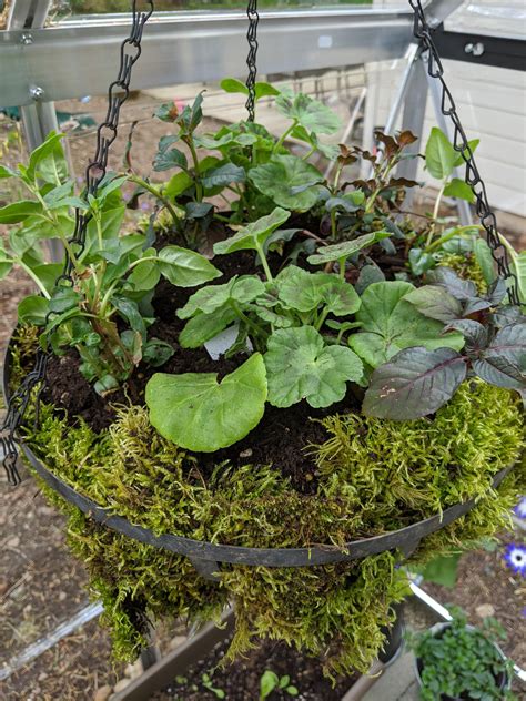 I didn't have coconut mats but I do live in a temperate rainforest. Sheets of moss work great as ...