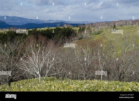 Landscape in Akan Mashu National Park Stock Photo - Alamy