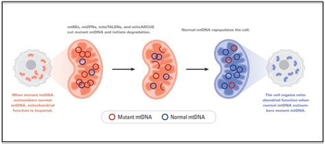 On the road to treating mitochondrial disease | Drug Discovery News