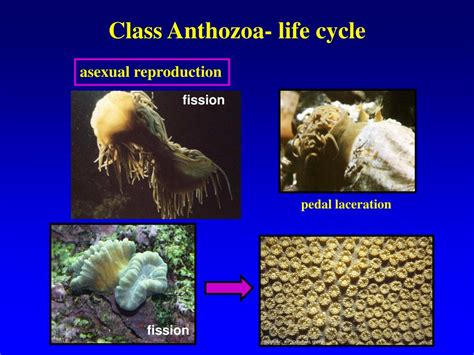 PPT - Radiate Phyla II PowerPoint Presentation, free download - ID:692627