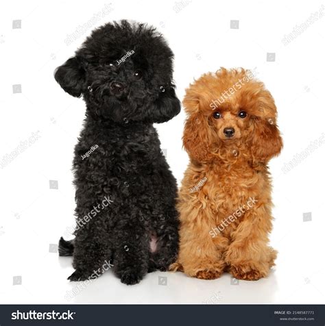 2,628 Miniature Black Poodle Images, Stock Photos, 3D objects ...