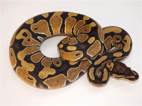 High Yellow - Morph List - World of Ball Pythons | Ball python, Yellow, Python