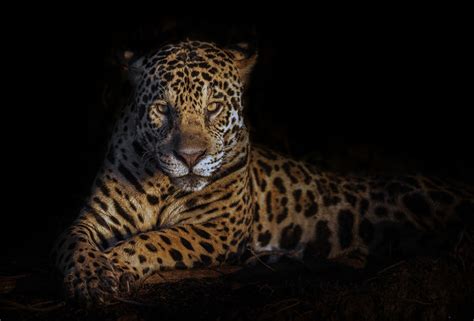 Jaguar, Pantanal, Brazil – Ignacio Palacios