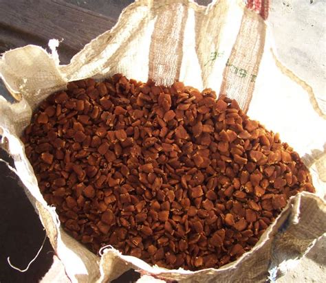 Dried Mahua Flower Buy Dried Mahua Flower in Satna Madhya Pradesh India