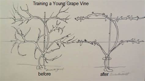 Pruning Grapes - THE GARDEN WEBSITE.COM