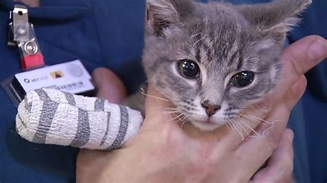 Veterinarian helps 500 animals hurt in Northern California's Valley ...